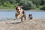 BERGER AUSTRALIEN - ADULT & PUPPY 012